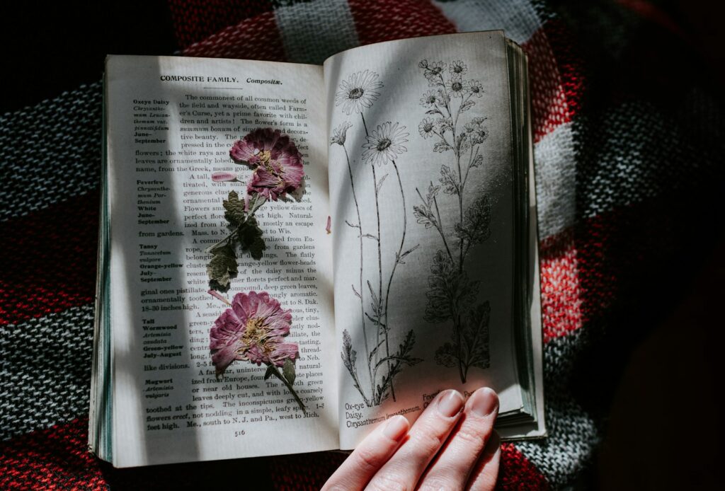 Gepresste rosa Blüten in einem aufgeschlagenen Buch