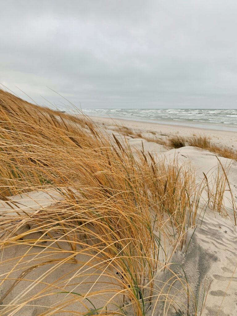 Strandgras auf hellem Sand an der Küste, typisch für Dünenlandschaften an Nord- und Ostsee